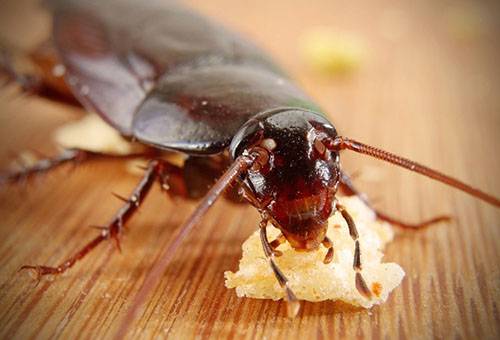 Cockroach eating bait