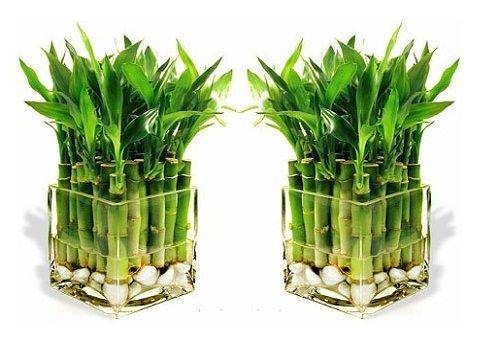 decorative bamboo in the water