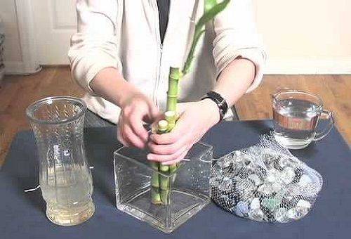 decorative bamboo transplant