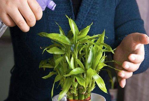 watering decorative bamboo