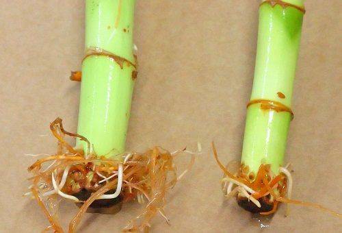 stems and roots of decorative bamboo