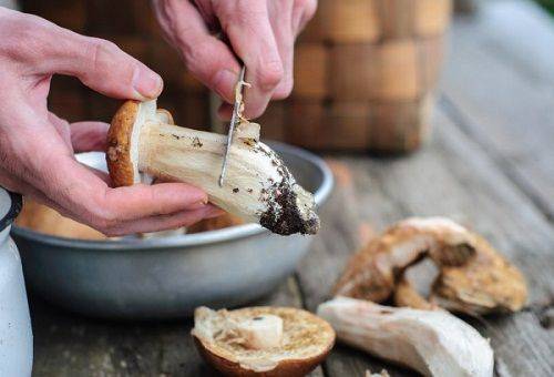mushroom cleaning
