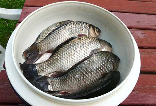 Fresh Crucian