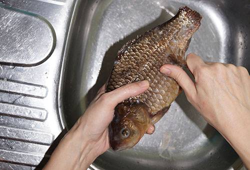 Cleaning crucian from scales