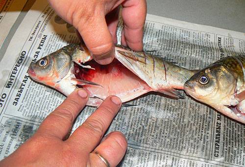 Cleaning the crucian from the insides