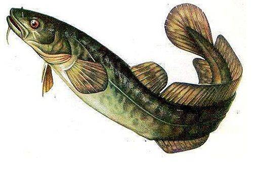 burbot fish