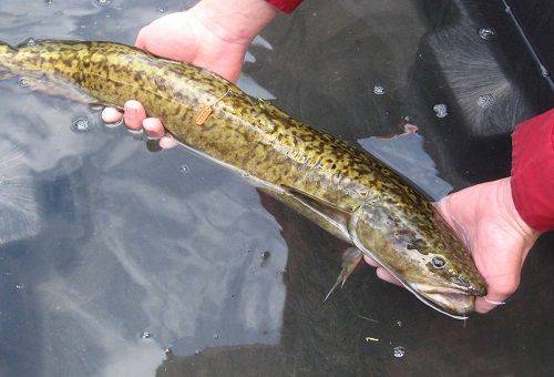 burbot fish