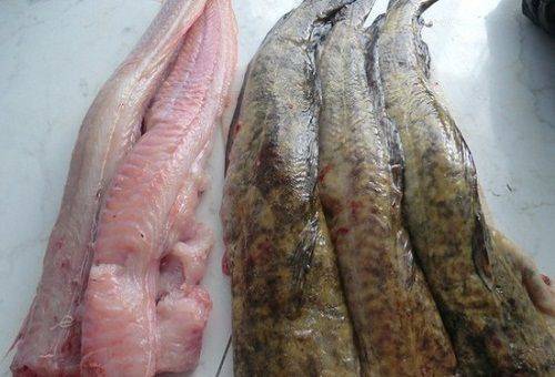 burbot fish fillet