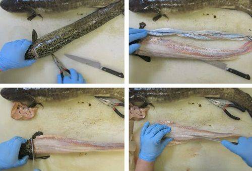 fish cleaning steps 2