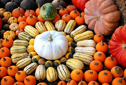 Different varieties of pumpkin