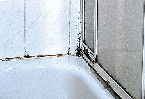 Mold in the joints between the tiles