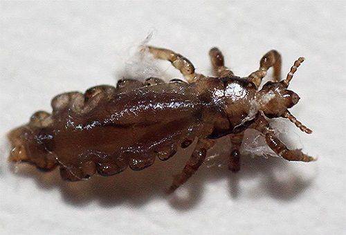 louse