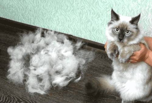 shaved cat