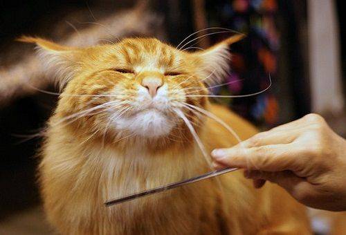 Red Cat