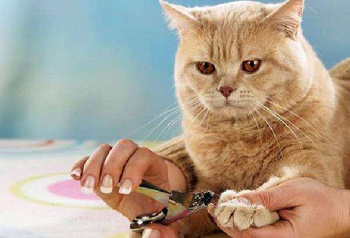 cat claw removal