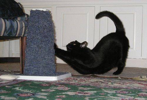 Cat scratching post