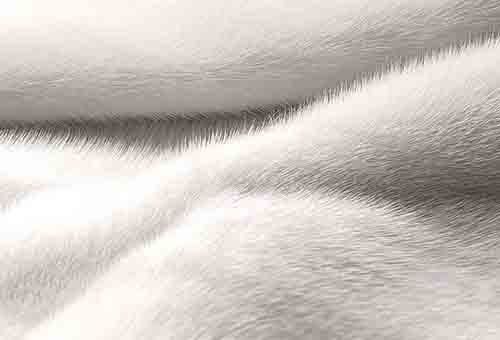 Pure light fur