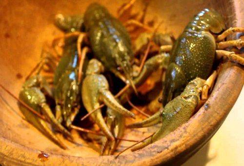 live crayfish