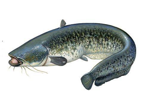 catfish