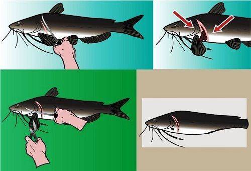 catfish tail and wings