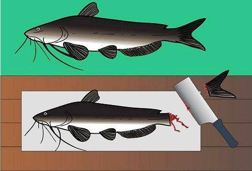 catfish tail cutting