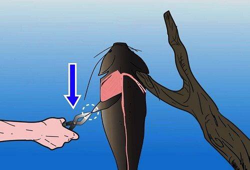 skinning fish