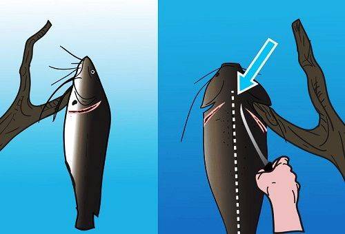 gutting fish