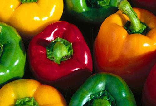 Nogatavojušies paprika