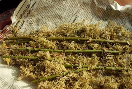 Cuttings of roses and moss
