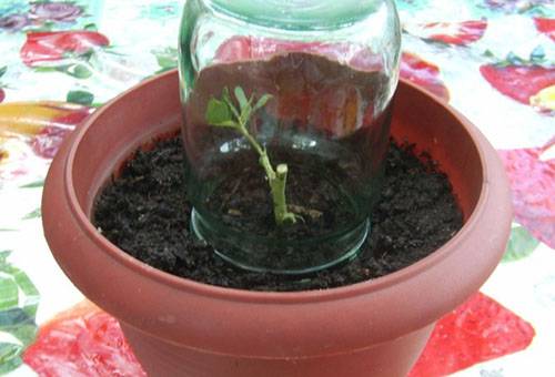 Cuttings of a rose under a can
