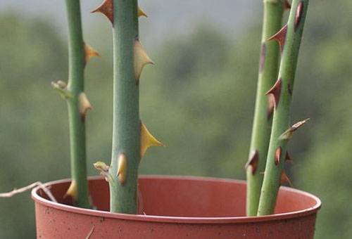 Cuttings of roses in a pot