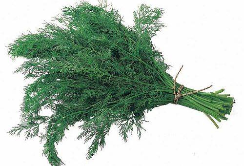 dill