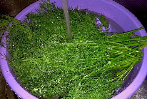 washing dill