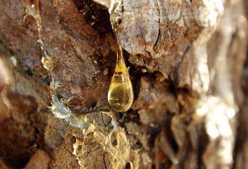 Resin on tree bark