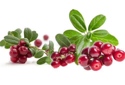 lingonberry