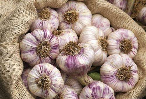 Fresh garlic in a canvas bag