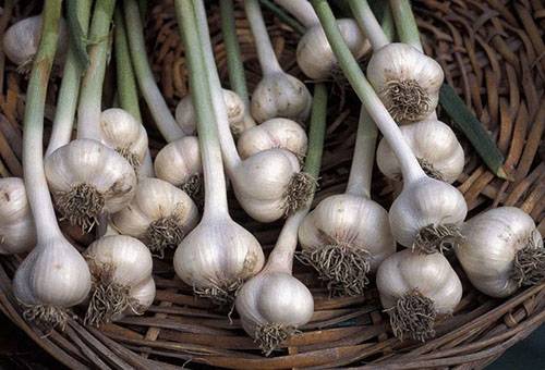 Young garlic