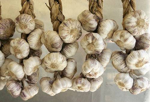 Storing garlic in a scythe