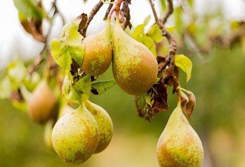 winter pears