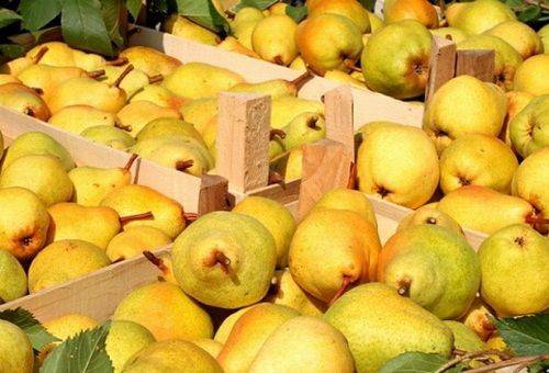 summer pears in crates