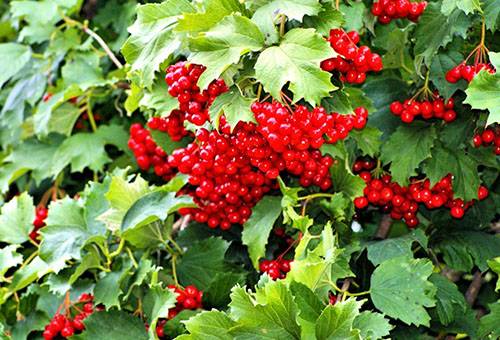 Viburnum bush