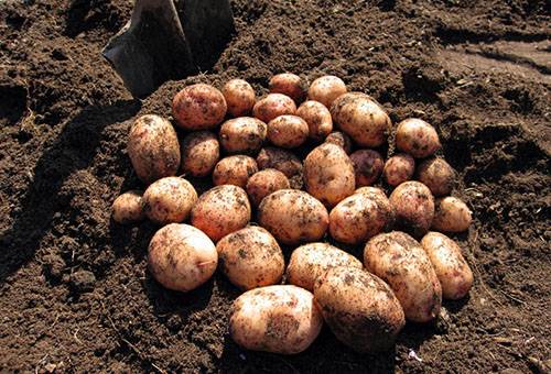 Potato harvest