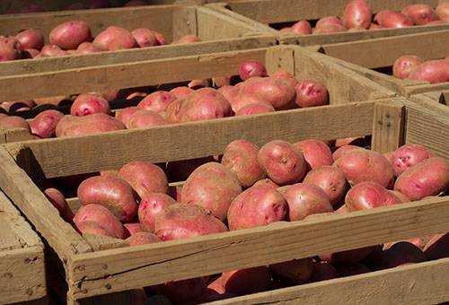 Potatoes in boxes