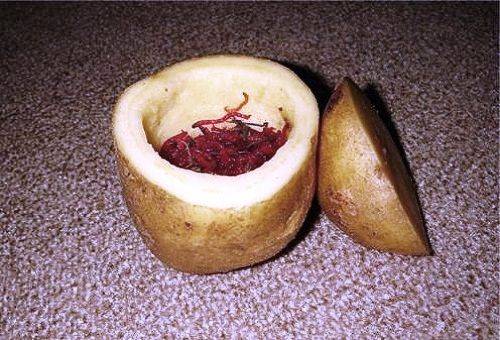 bloodworms in potatoes