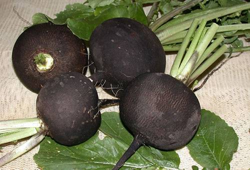 Radish