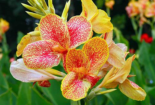 Blooming canna