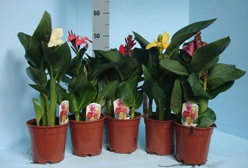 Blooming Cannes in pots