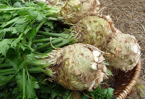 Root Celery Harvest