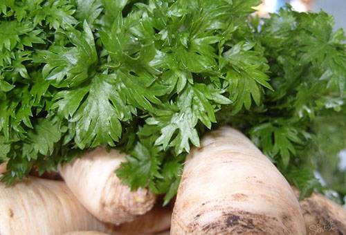 Fresh celery