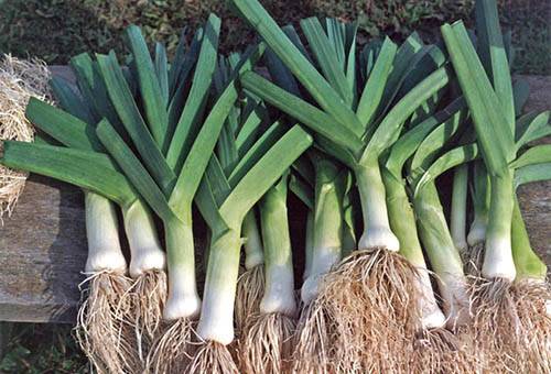 Harvested Leek